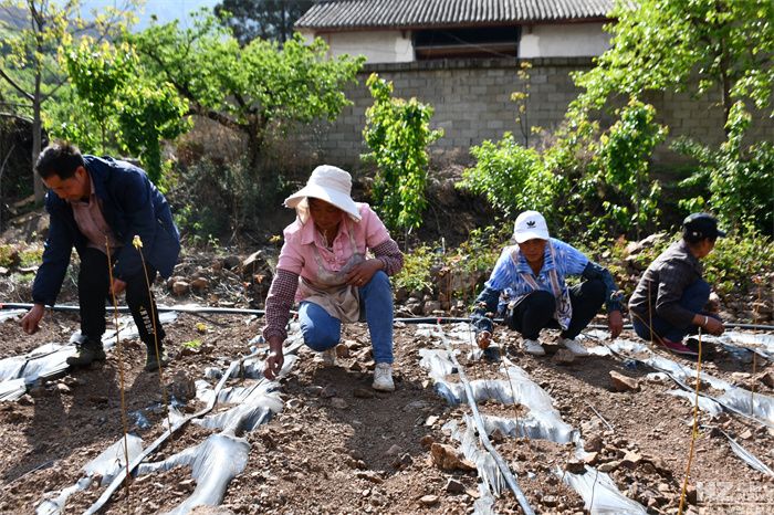 Technology for the cultivation of red oil fragrance