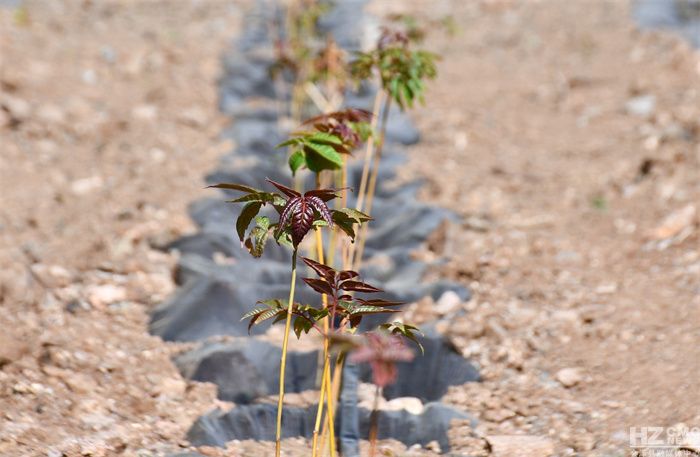 Technology for the cultivation of red oil fragrance