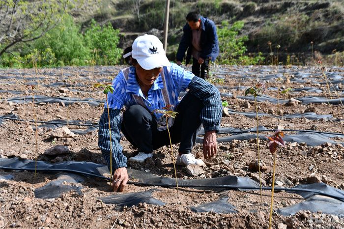 Technology for the cultivation of red oil fragrance