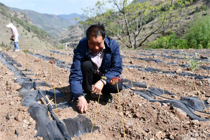 Technology for the cultivation of red oil fragrance