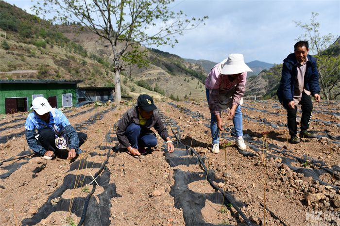 Technology for the cultivation of red oil fragrance
