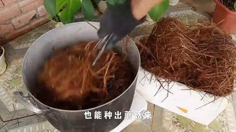 Technology for the cultivation of oral mushrooms