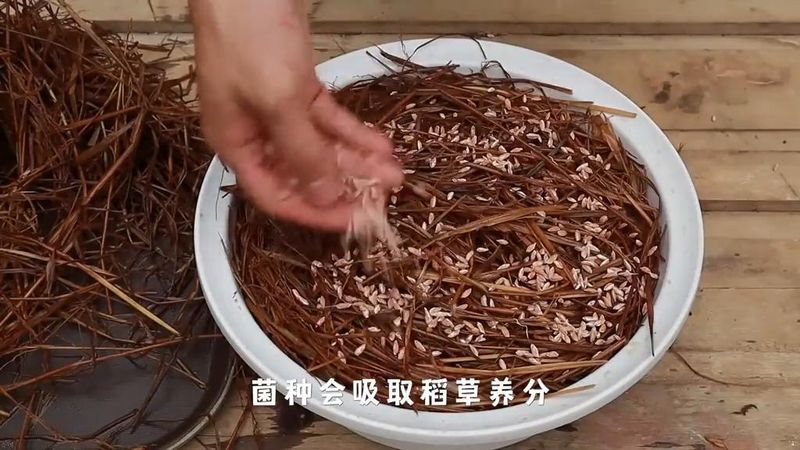 Technology for the cultivation of oral mushrooms