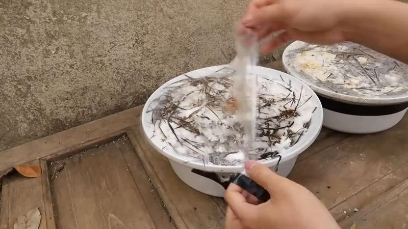Technology for the cultivation of oral mushrooms