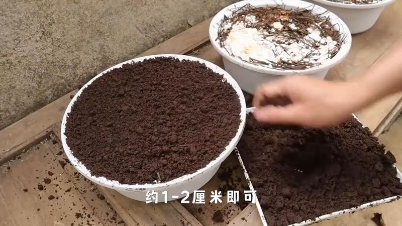 Technology for the cultivation of oral mushrooms