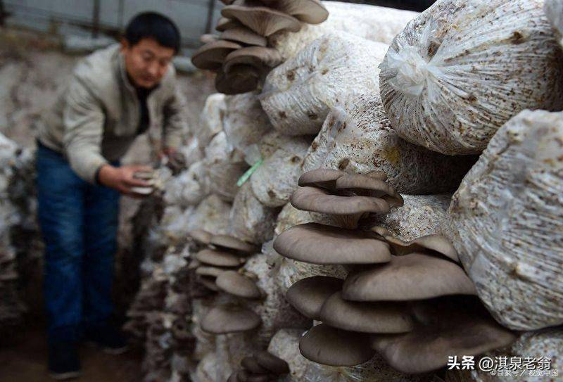 Pocket mushroom cultivation technology