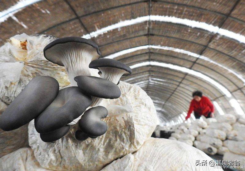 Pocket mushroom cultivation technology