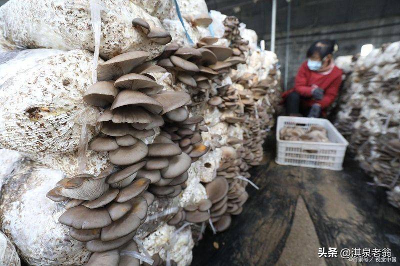 Pocket mushroom cultivation technology
