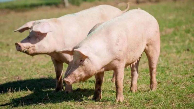 How much for a pig