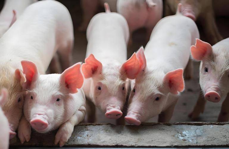 How much for a pig
