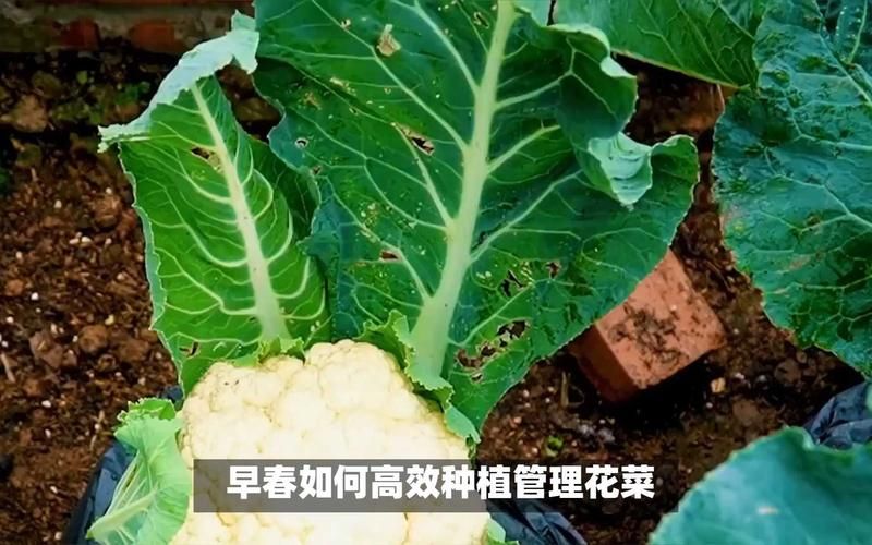 菜花的种植方法和时间