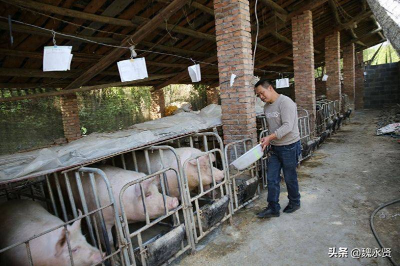 How much for a pig