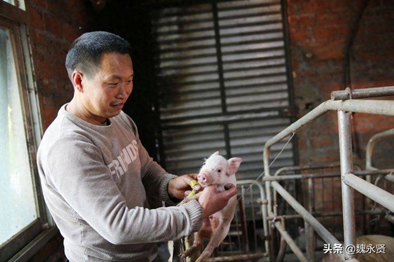 How much for a pig