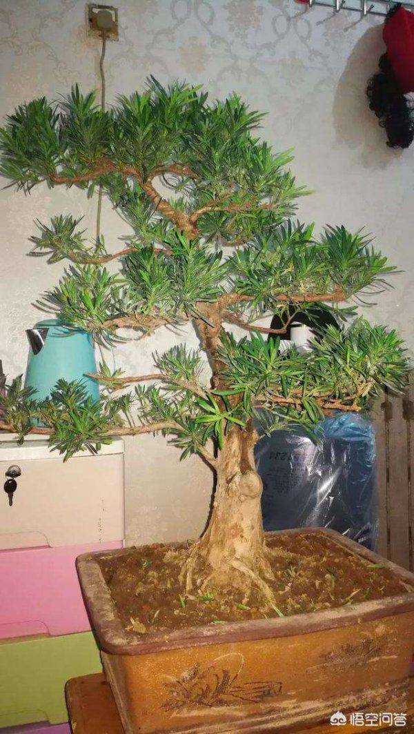 Rohanson's method of planting