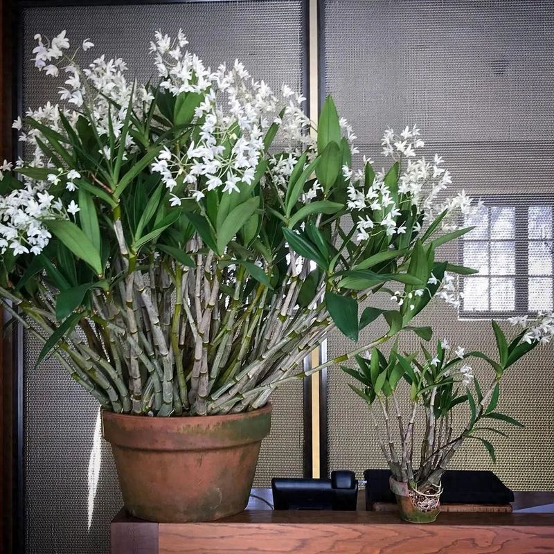 石斛盆栽怎么种植方法