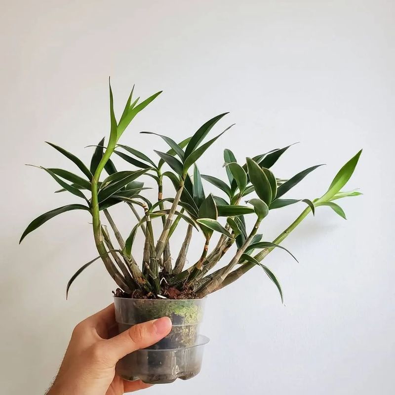 石斛盆栽怎么种植方法