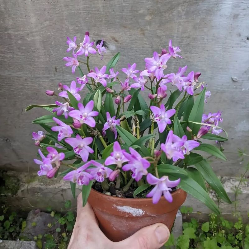 石斛盆栽怎么种植方法