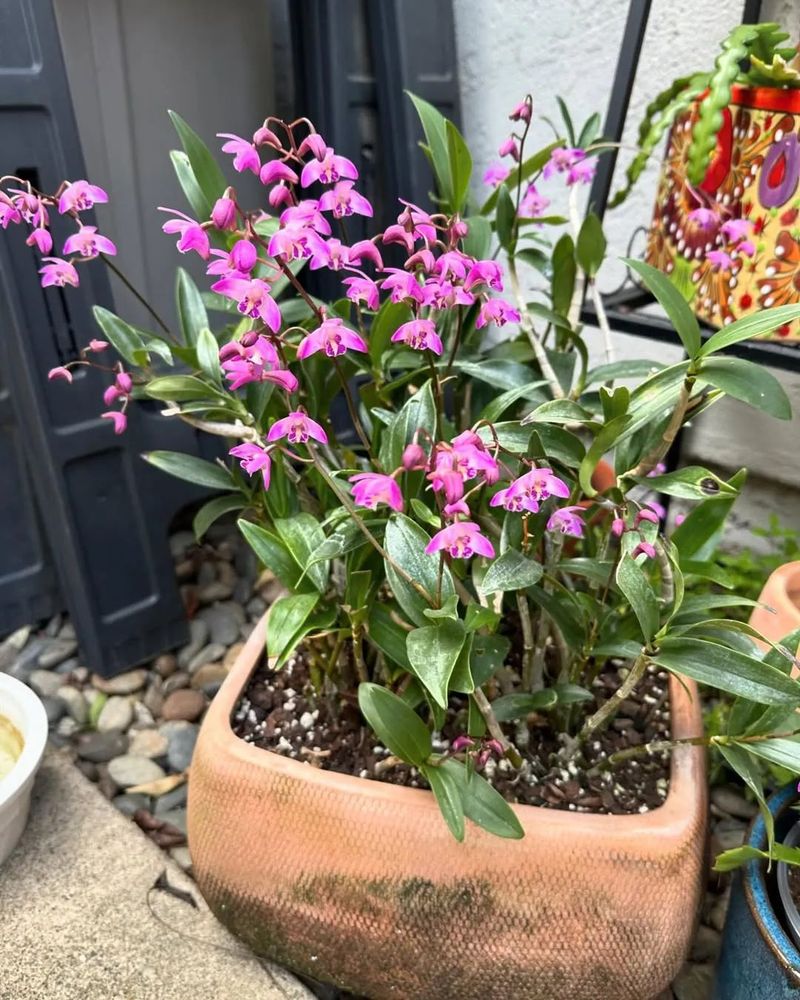 石斛盆栽怎么种植方法