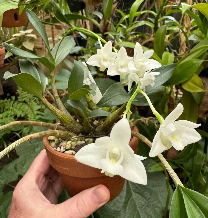石斛盆栽怎么种植方法