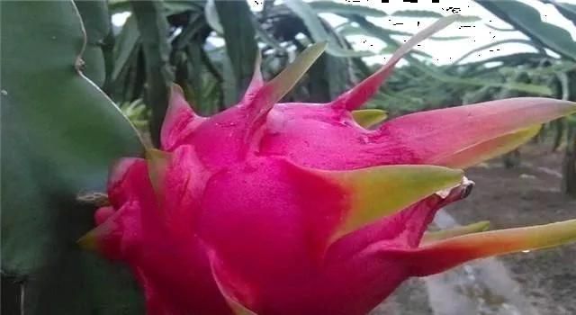 盆栽火龙果种植技术