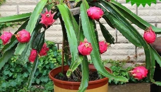盆栽火龙果种植技术