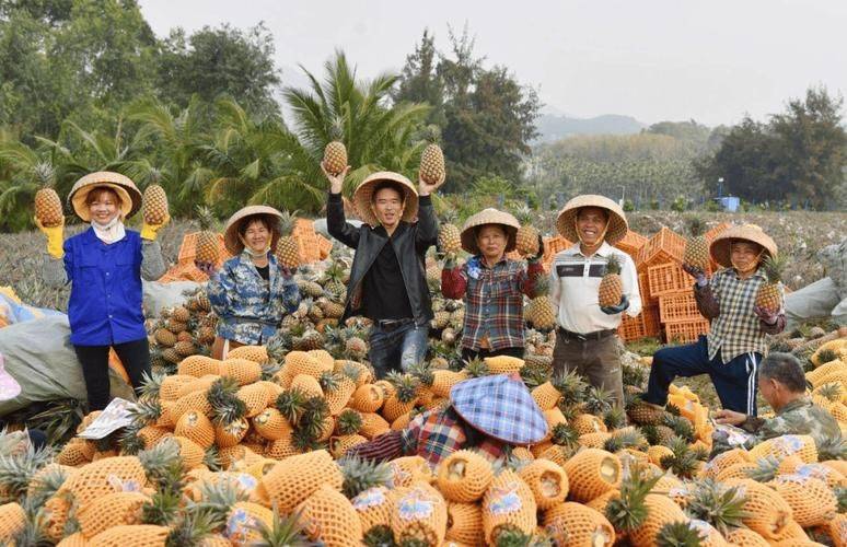 Planted dragon nuts cultivation technology