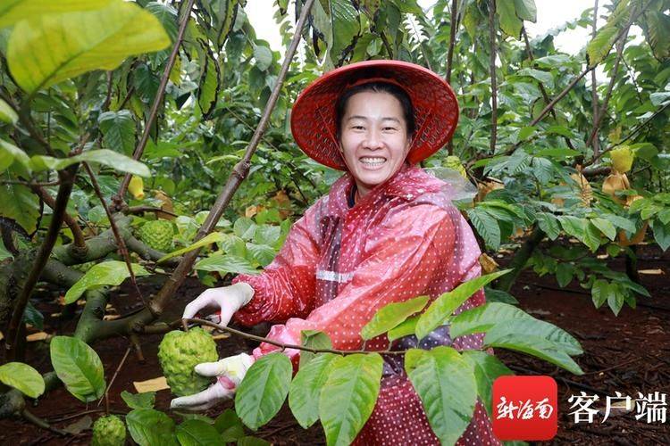Planted dragon nuts cultivation technology