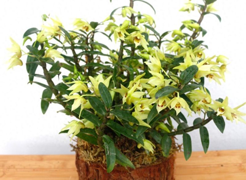 石斛盆栽怎么种植方法