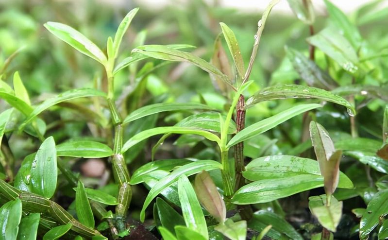 石斛盆栽怎么种植方法