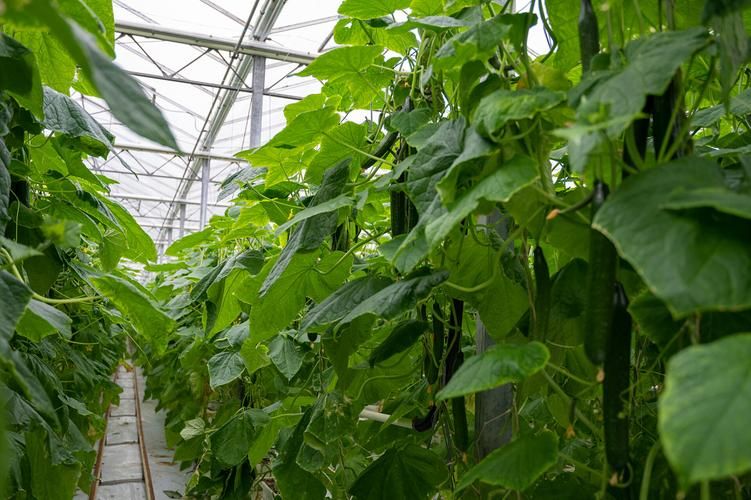 Agricultural technology and farming techniques