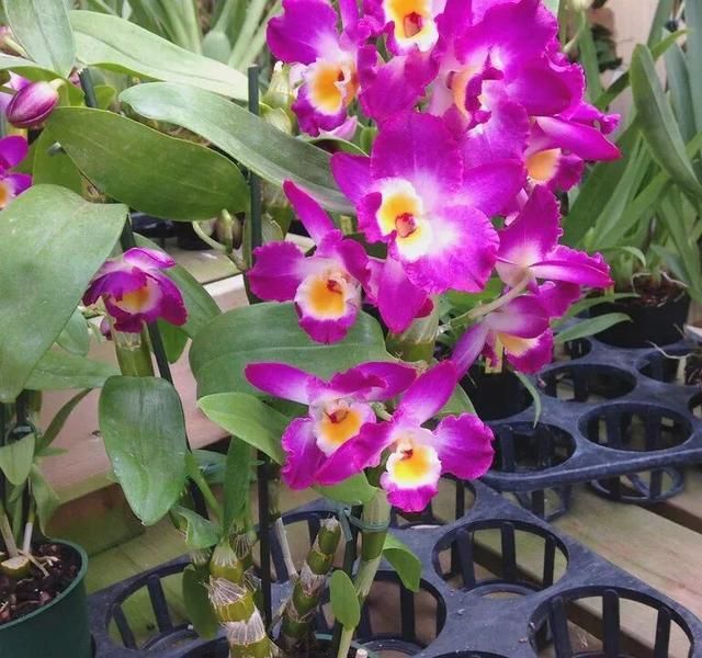 石斛盆栽怎么种植方法