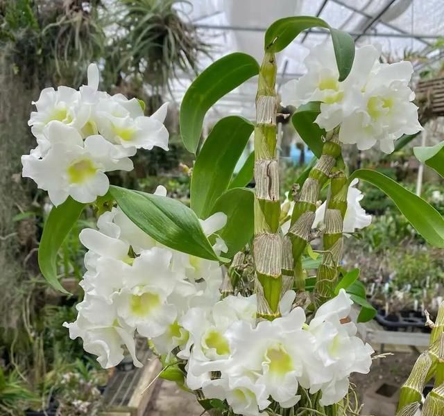 石斛盆栽怎么种植方法