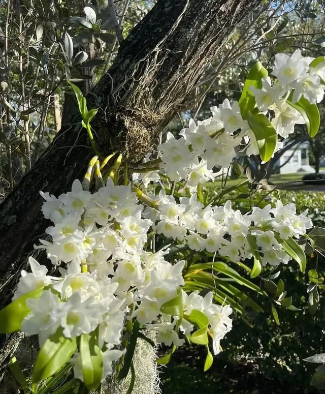 石斛盆栽怎么种植方法