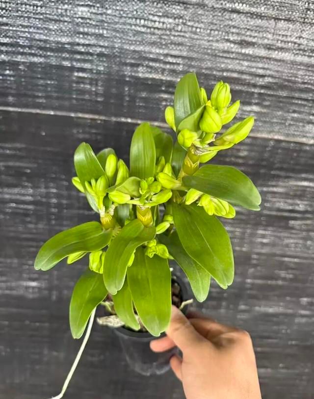 石斛盆栽怎么种植方法