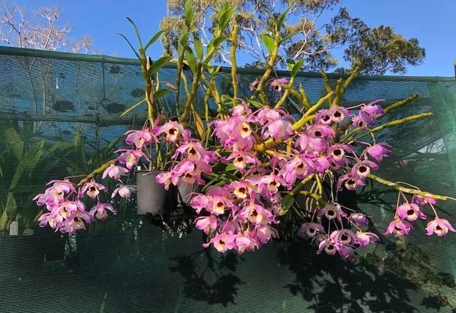 石斛盆栽怎么种植方法
