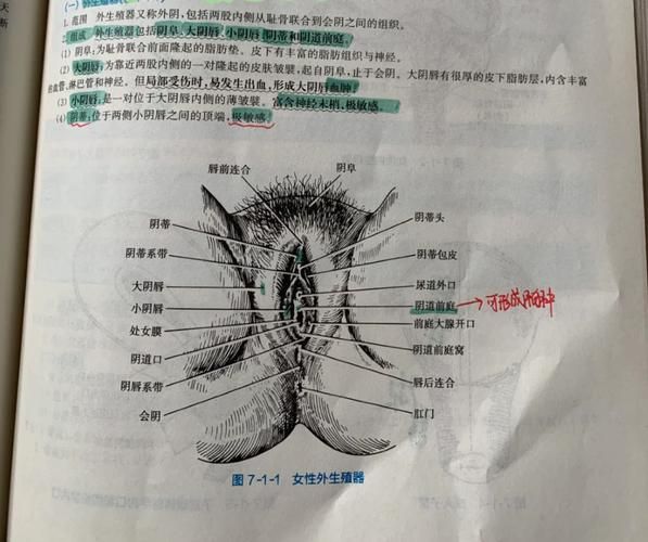 私处永久脱毛多少钱