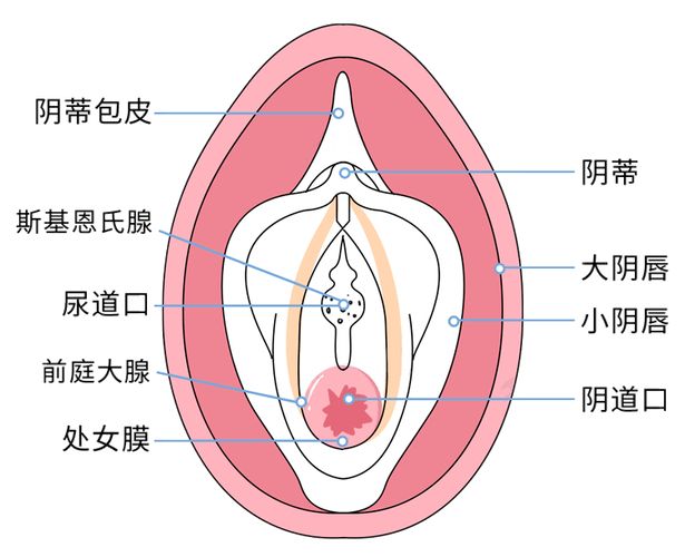 私处永久脱毛多少钱