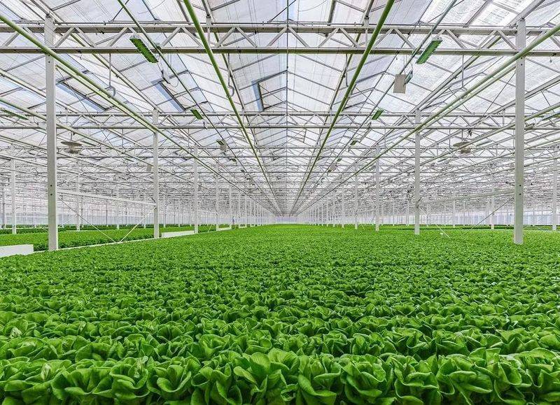 How do you grow the veggie