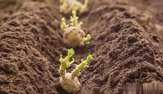 东北马铃薯种植技术