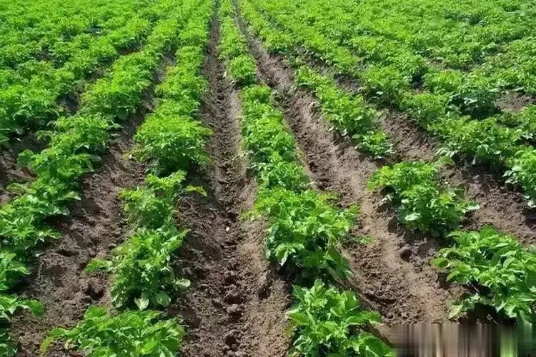 东北马铃薯种植技术