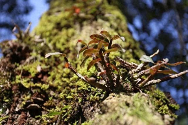 石斛盆栽怎么种植方法