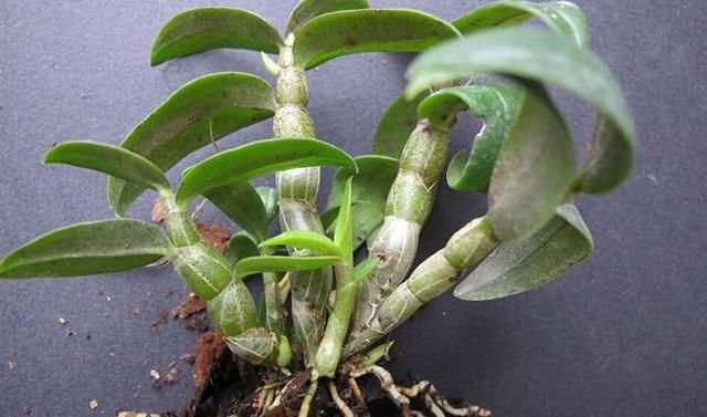 石斛盆栽怎么种植方法
