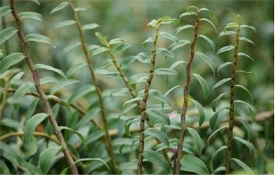 石斛盆栽怎么种植方法