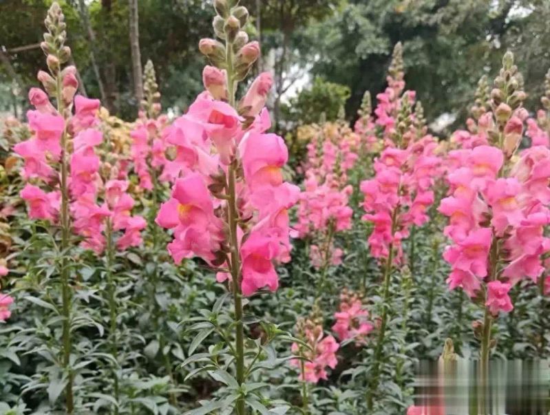 享有“洋彩雀”美誉的金鱼草,花美蒴果似“骷髅”吓人