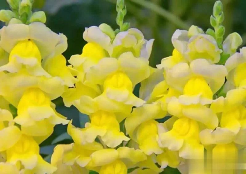 金鱼草种植方法