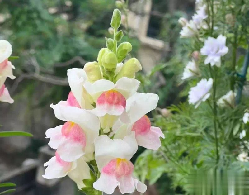 金鱼草种植方法