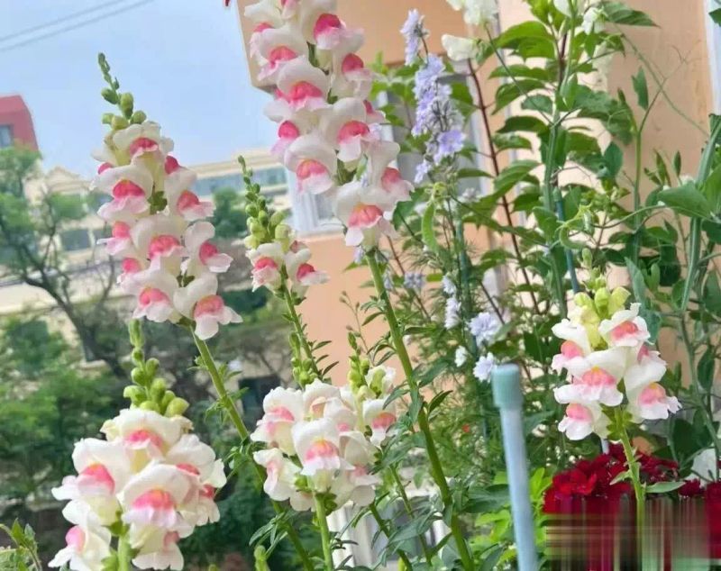 金鱼草种植方法