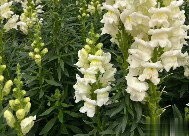 金鱼草种植方法