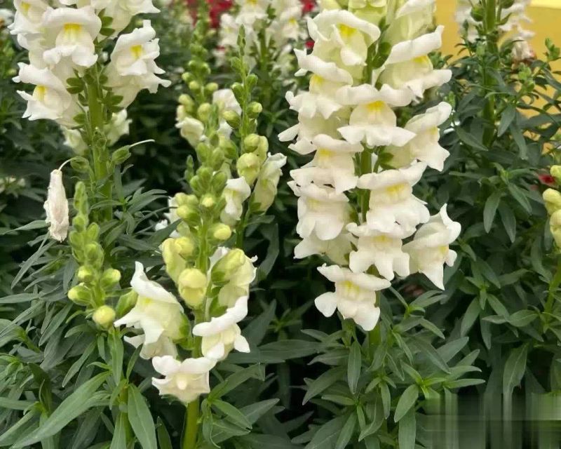 金鱼草种植方法