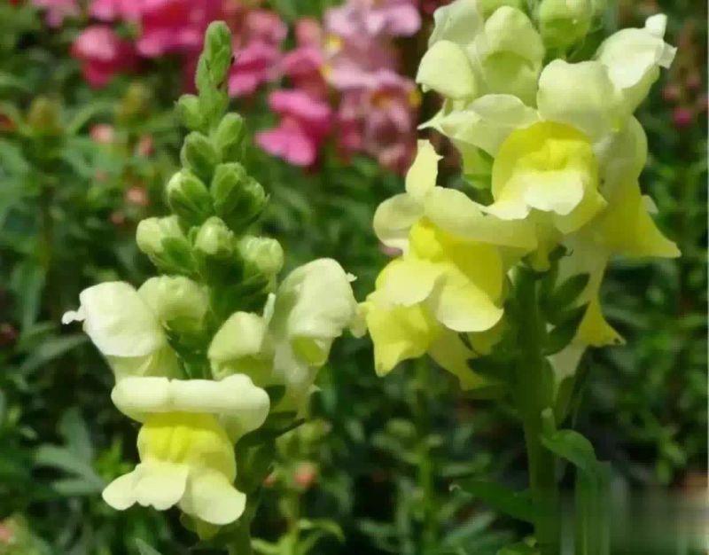 金鱼草种植方法